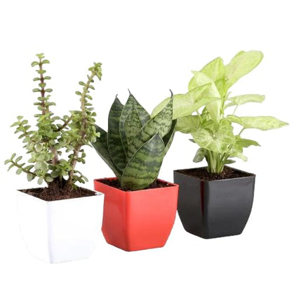 Phulwa Combo of 3 Air Purifying Plants Jade Plant Snake Plant Syngonium Plant in White Red & Black Pot