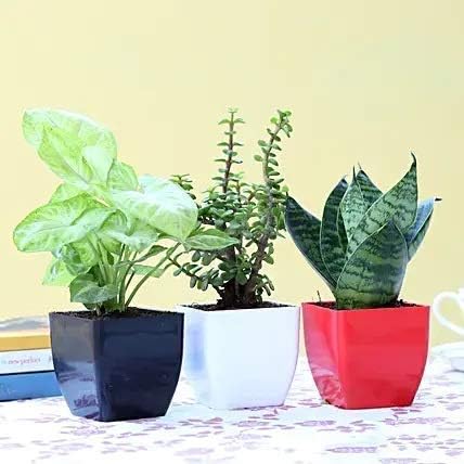 Phulwa Combo of 3 Air Purifying Plants Jade Plant Snake Plant Syngonium Plant in White Red & Black Pot