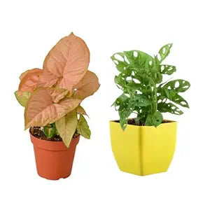Pink Syngonium Live Plant and Broken Heart Plant