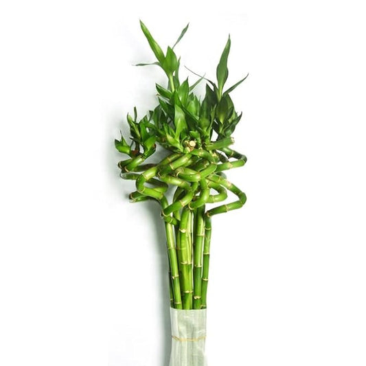 Spiral Stick Lucky Bamboo Plant (Pack of 8)