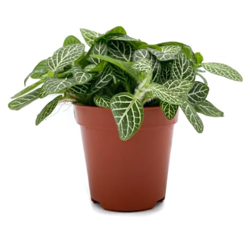 Fittonia Plant Broken