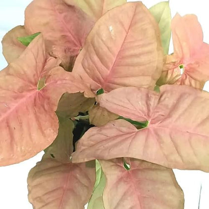 Pink Syngonium Live Plant and Broken Heart Plant