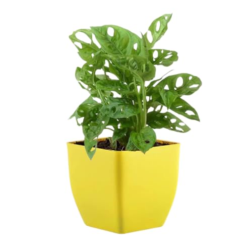 Combo Broken Heart Plant with Red And Yellow Square pot