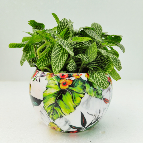 Fittonia Plant With Metal Pot