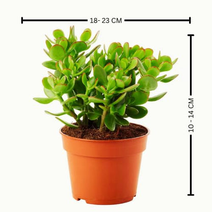 Phulwa | Beautiful Dhan Kuber Plant (Crasula Money Plant) With Brown Pot | Money Plant | Jade Plant Indoor Plant | Air Purifying Plant | Home Decorative | Office Plant Indoor Plant