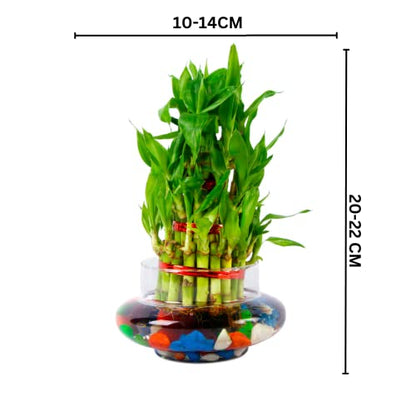 3 Layer Lucky Bamboo Plant in Glass Vase with Multicolor Stones