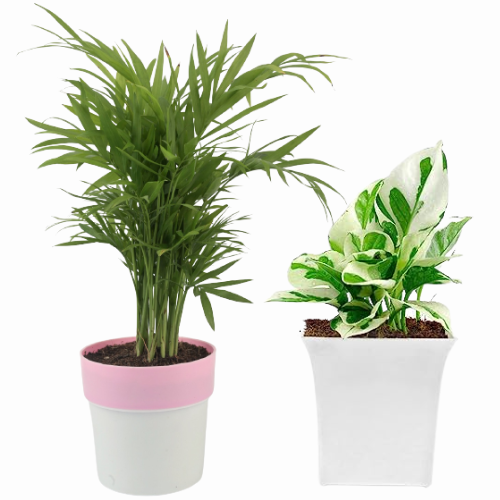 Air Purifying Plants Combo (Areca & Pathos money Plant)