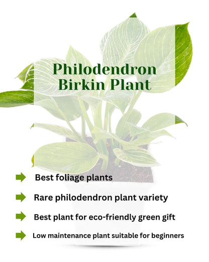 Philodendron Birkin Natural Plant with White Square Pot