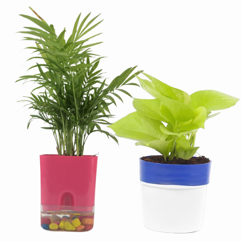 Combo set of 2 Golden Money Plant in white-Blue Pot and Areca Palm in Pink Self-Watering Pot
