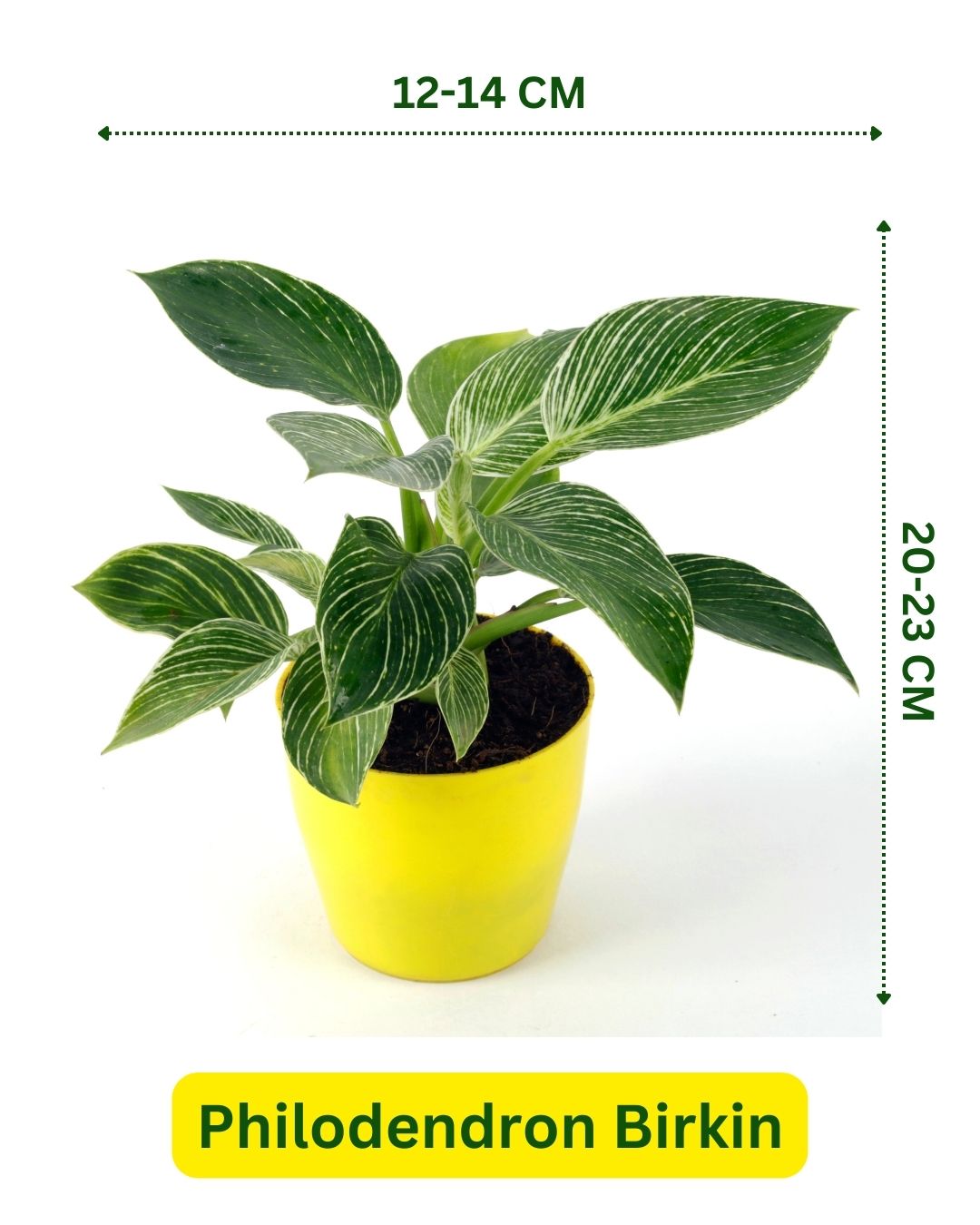 Philodendron Birkin Natural Plant with Yellow Pot