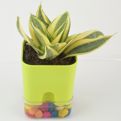 Sansevieria Mint | Snake plant with Self Watering Pot