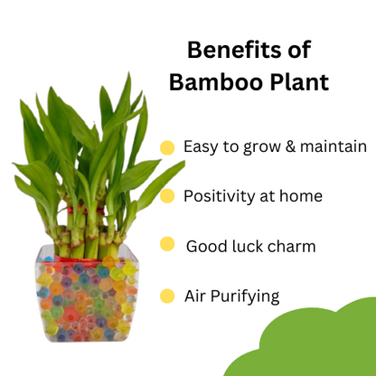 Good Luck combo -Bamboo & Jade Plant