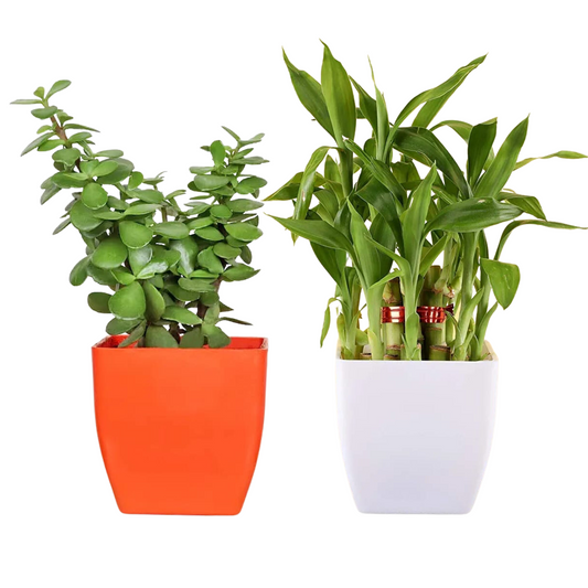 Combo Set ( Jade Plant & Two layer Lucky Bamboo Plant )