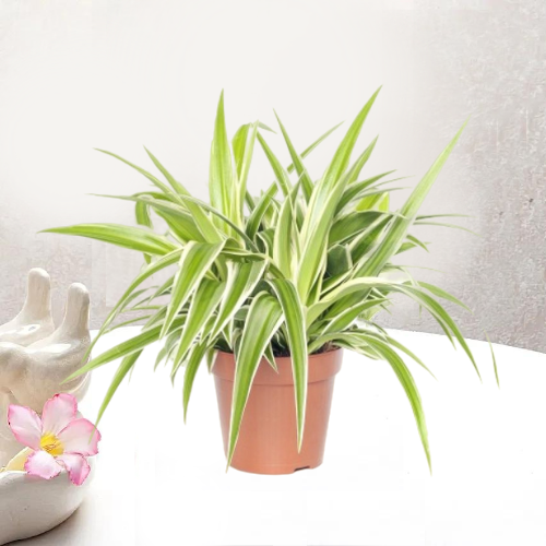 Spider Plant