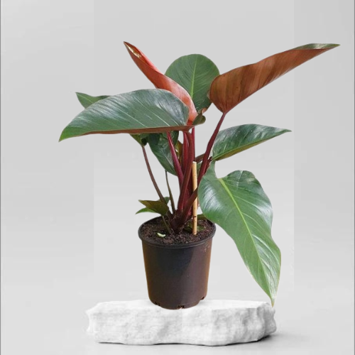 Philodendron red plant