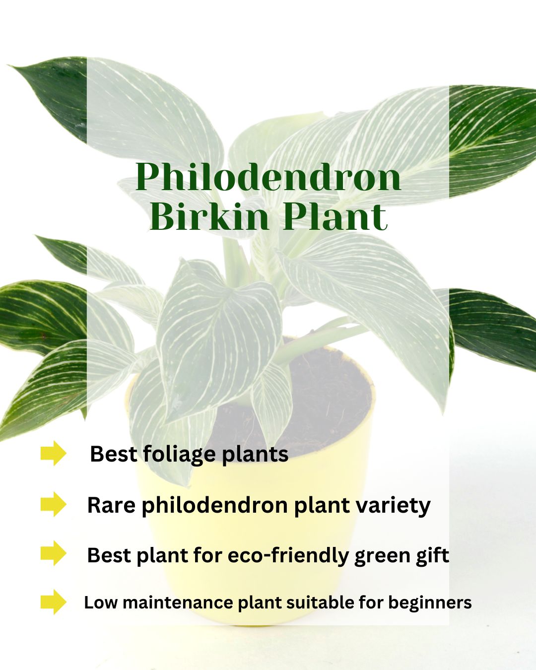 Philodendron Birkin Natural Plant with Yellow Pot