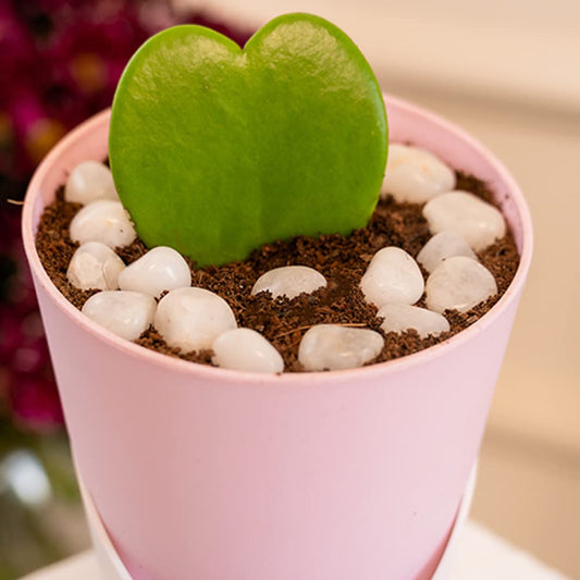 Hoya Heart with Self-watering Pot