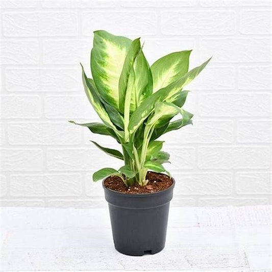 Phulwa Dieffenbachia (Dumb Cane) Plant in Black Pot