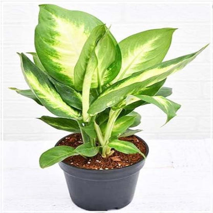 Phulwa Dieffenbachia (Dumb Cane) Plant in Black Pot