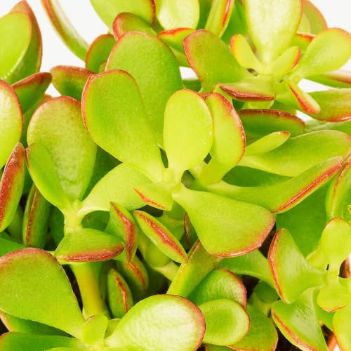 Phulwa | Beautiful Dhan Kuber Plant (Crasula Money Plant) With Brown Pot | Money Plant | Jade Plant Indoor Plant | Air Purifying Plant | Home Decorative | Office Plant Indoor Plant