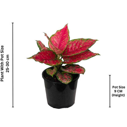 Red Aglaonema Plant with Basic white Pot