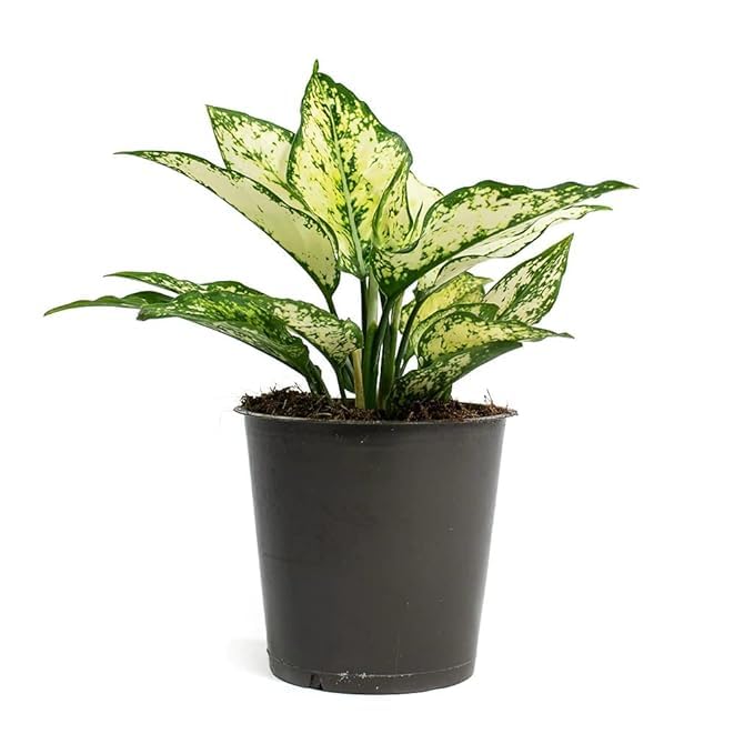 Phulwa Aglaonema Super White Rare Imported Variety Natural Live Plant With Pot