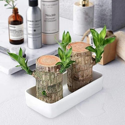 Phulwa Lucky Brazil Wood Potted Plant Healthy Indoor Live Lucky Brazilian Wood Plant for Living Room, Feng Shui Plant, Set of 2 (Without Pot)