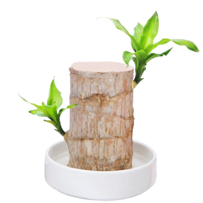 Phulwa Lucky Brazil Wood Potted Plant Healthy Indoor Live Lucky Brazilian Wood Plant for Living Room, Feng Shui Plant, Set of 2 (Without Pot)