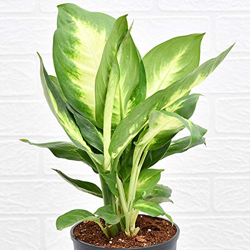 Phulwa Dieffenbachia (Dumb Cane) Plant in Black Pot