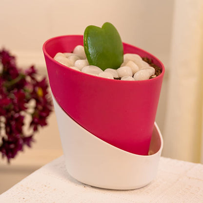 Beautiful Hoya Heart with Self-watering Pot