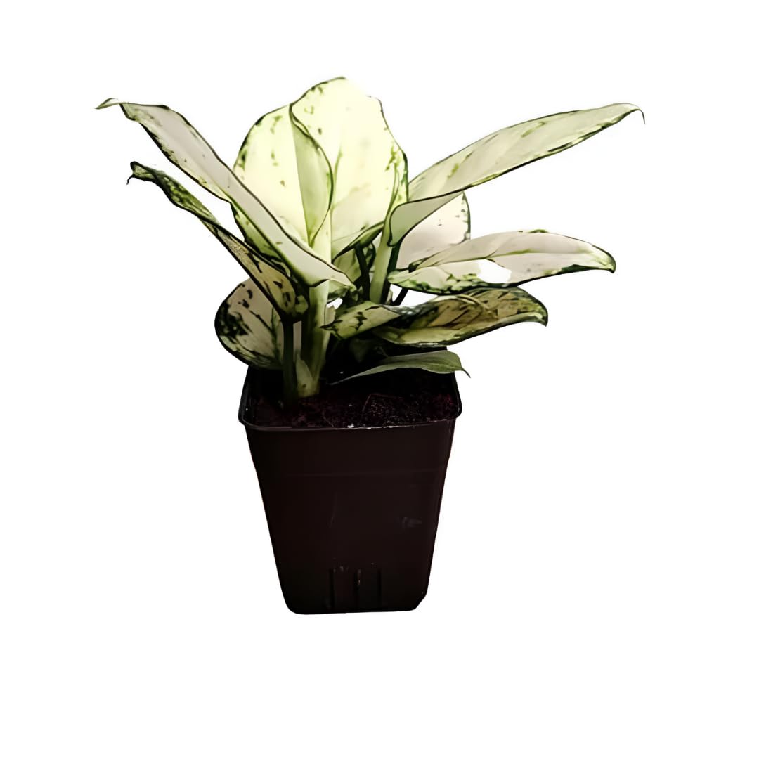 Phulwa Aglaonema Super White Rare Imported Variety Natural Live Plant With Pot