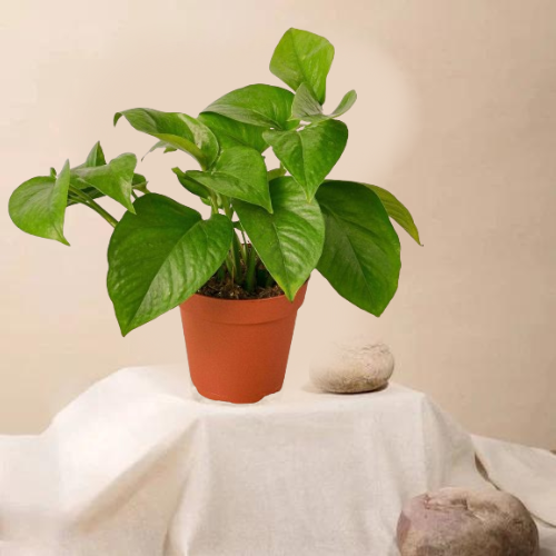 Green Money Plant with Brown Basic Pot