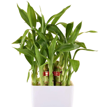 Good Luck -Household Plant (Syngonium & Bamboo)