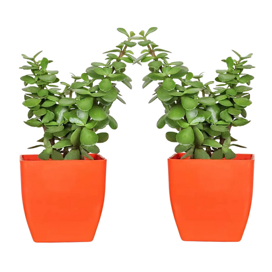 Combo of 2 Good luck Jade Plant with Red Sqaure Plastic Pot