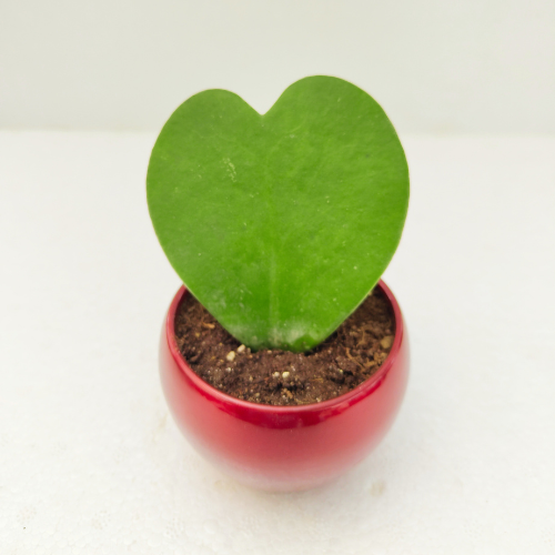 Hoya Heart Plant With Red Metal Pot