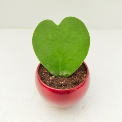 Hoya Heart Plant With Red Metal Pot