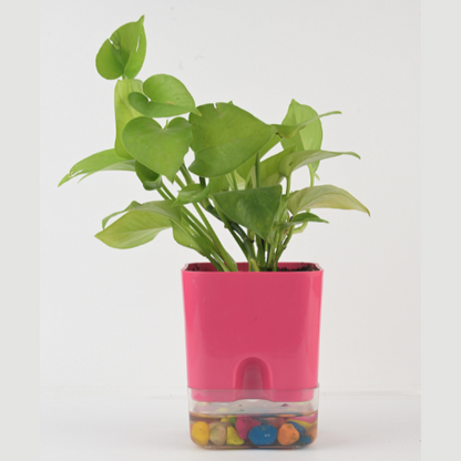 Money Plant Green with Self-Watering Planter