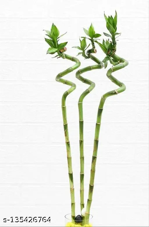 Spiral Stick Lucky Bamboo Plant  60 Cm - (Pack of 3)