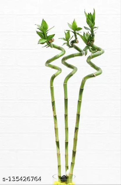 Spiral Stick Lucky Bamboo Plant  60 Cm - (Pack of 3)