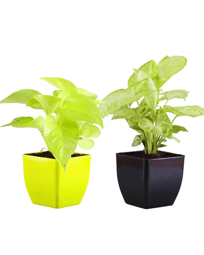 Phulwa Air Purifying Indoor White Syngonium & Money Plant Variegated live Plant With Pot, Best for Home & Office Decoration, Pack of -2