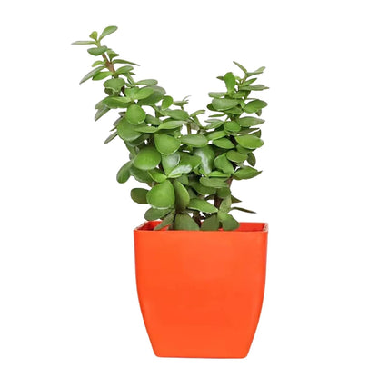 Happiness In House Live Indoor Jade Plant With Square Pot | Hoya Heart Plant With Pot Indoor Live Plants for Air Purification… (Hoya Yellow Pot & Jade Plant)