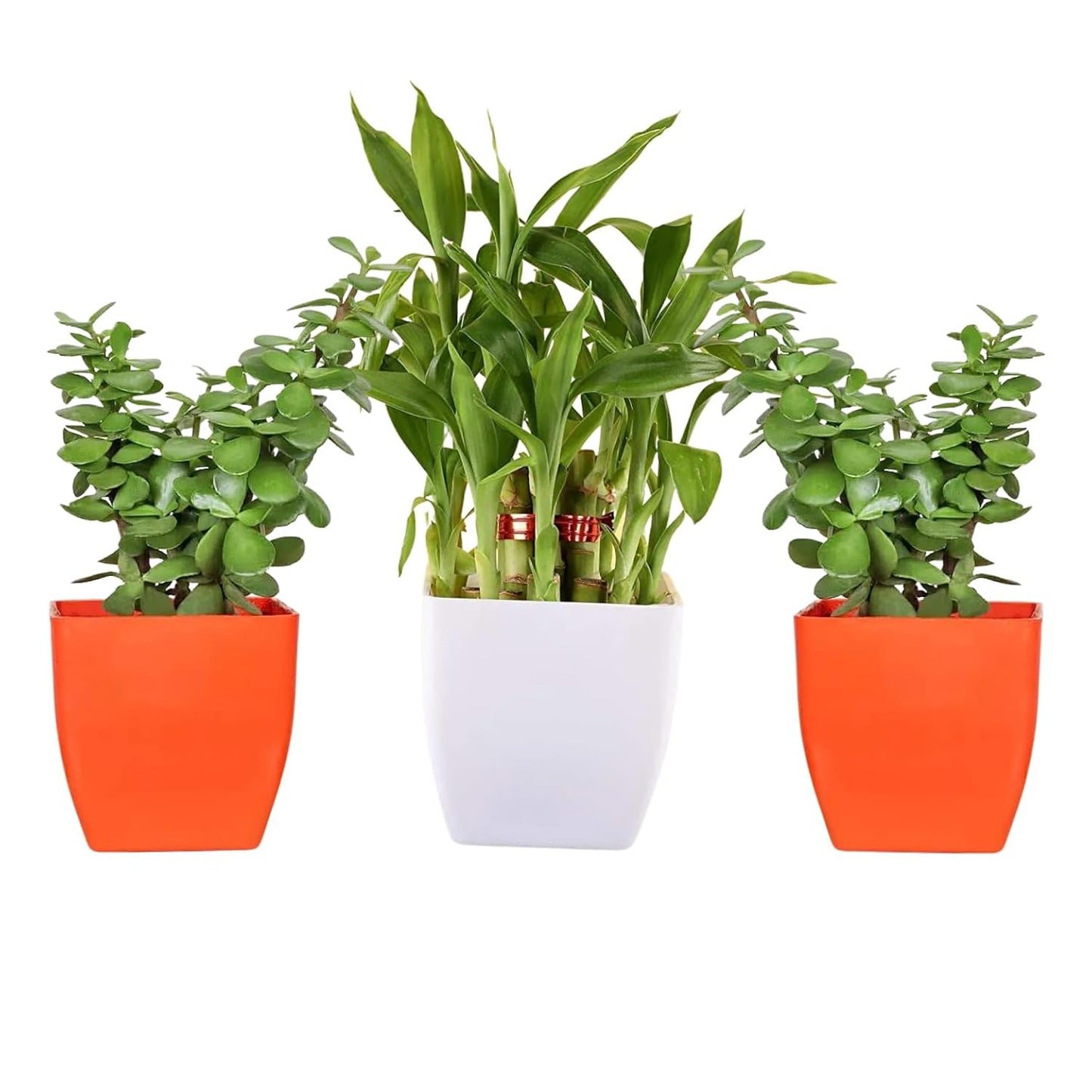 Phulwa Combo Set of 3 Airpurifying Good luck Live Bamboo Tree and 2 Jade Plant With beautiful Pot, Indoor & Outdoor decoration, Home & office Décor...