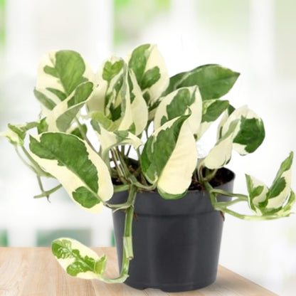 Phulwa Marble Queen Pothos – Variegated Indoor Houseplant