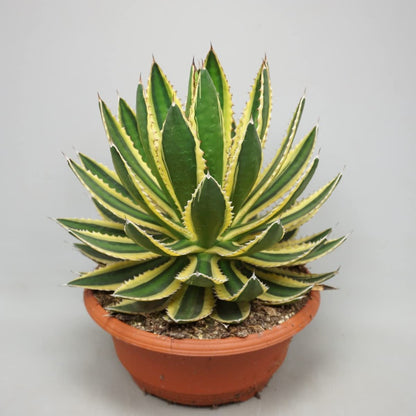 Lophantha Agave live Plant