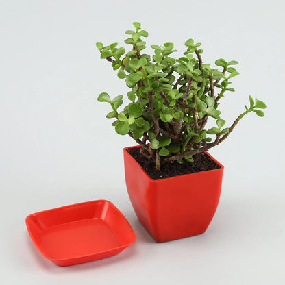 Phulwa Lucky Jade Plant With Red Plastic Pot & Plate, Home and Office Table Décor, Pack of 1