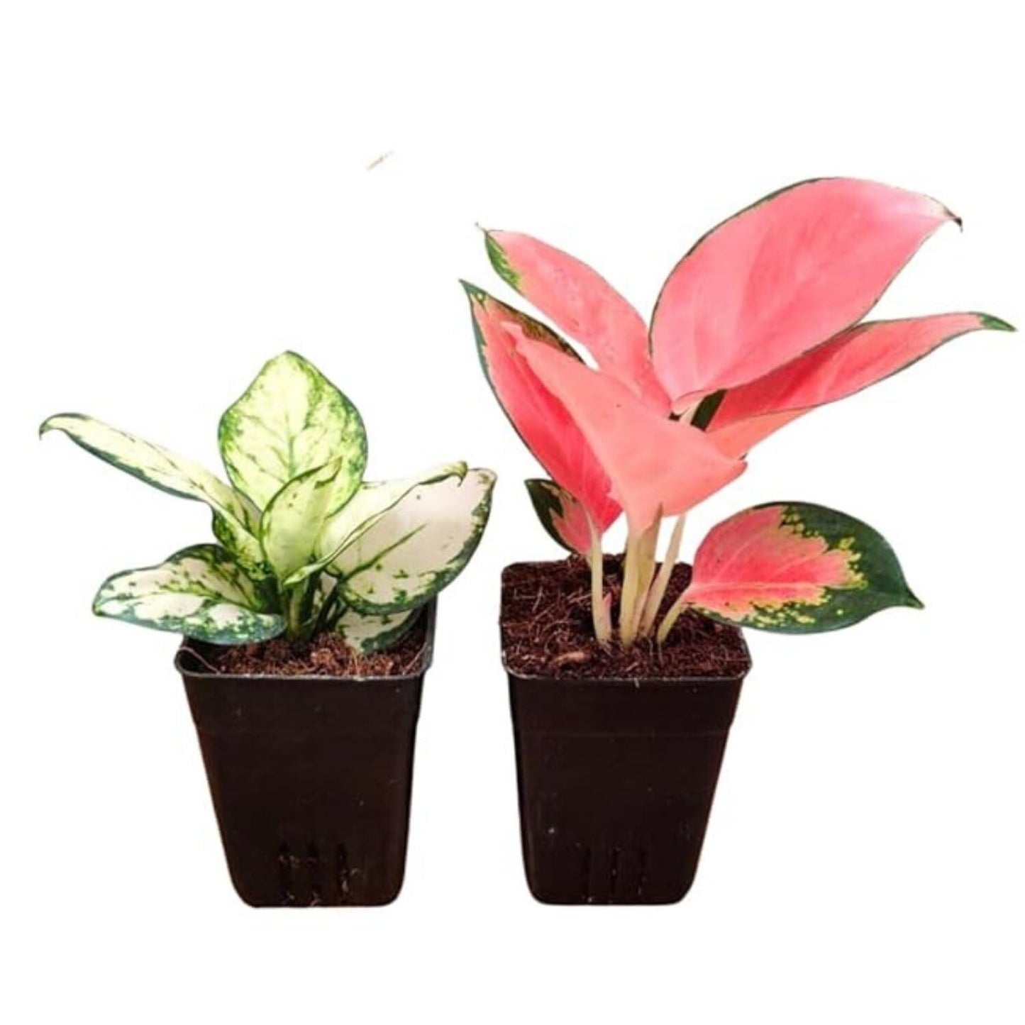 Phulwa Aglaonema Variegated Duo – Stunning & Low-Maintenance Indoor Plants