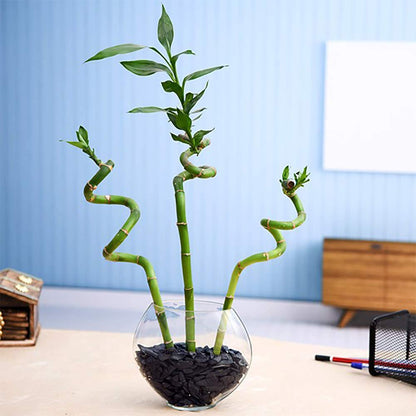 Spiral Stick Lucky Bamboo Plant  60 Cm - (Pack of 3)