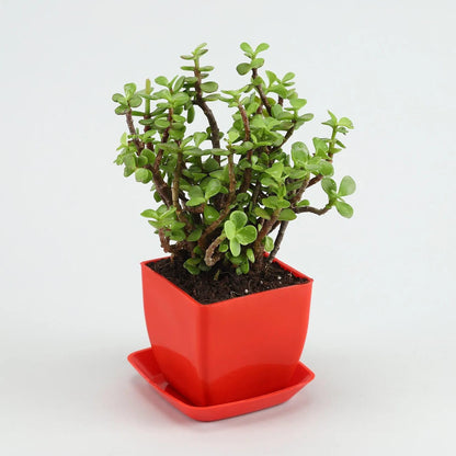 Phulwa Lucky Jade Plant With Red Plastic Pot & Plate, Home and Office Table Décor, Pack of 1