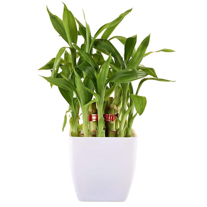 Phulwa Combo Set of 3 Airpurifying Good luck Live Bamboo Tree and 2 Jade Plant With beautiful Pot, Indoor & Outdoor decoration, Home & office Décor...