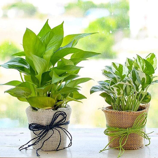 Good Luck - Combo of Money Plants -Green & Pothos